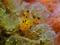 Thecacera