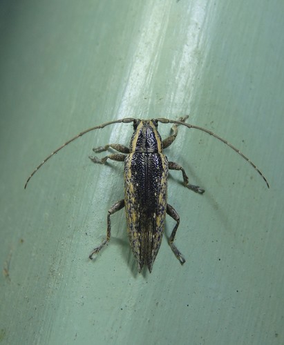 Ichthyodes centurio