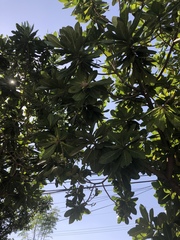 Magnoliopsida