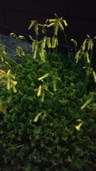 Oxalis pes-caprae