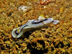 Chromodoris alcalai
