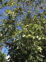 Magnoliopsida