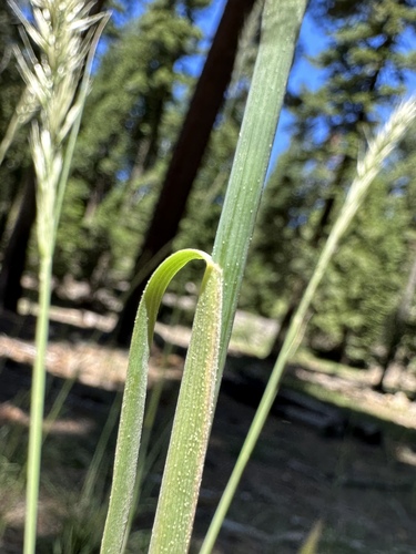 Image of Barkworthia stillmanii by (c) Matt Berger, some rights reserved (CC BY)