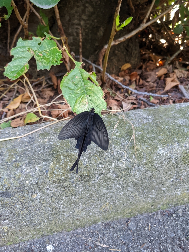 byasa-alcinous-alcinous-from-higashinakajima-higashiyodogawa-ward