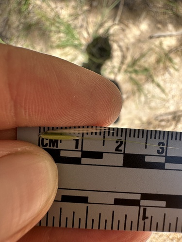 Image of Barkworthia stillmanii by (c) Matt Berger, some rights reserved (CC BY)