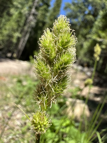 Image of Carex fracta by (c) Matt Berger, some rights reserved (CC BY)