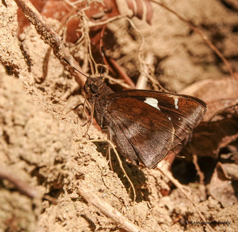 common banded demon from Dosdewa Khasi Village, Katamoni,788728, Assam ...