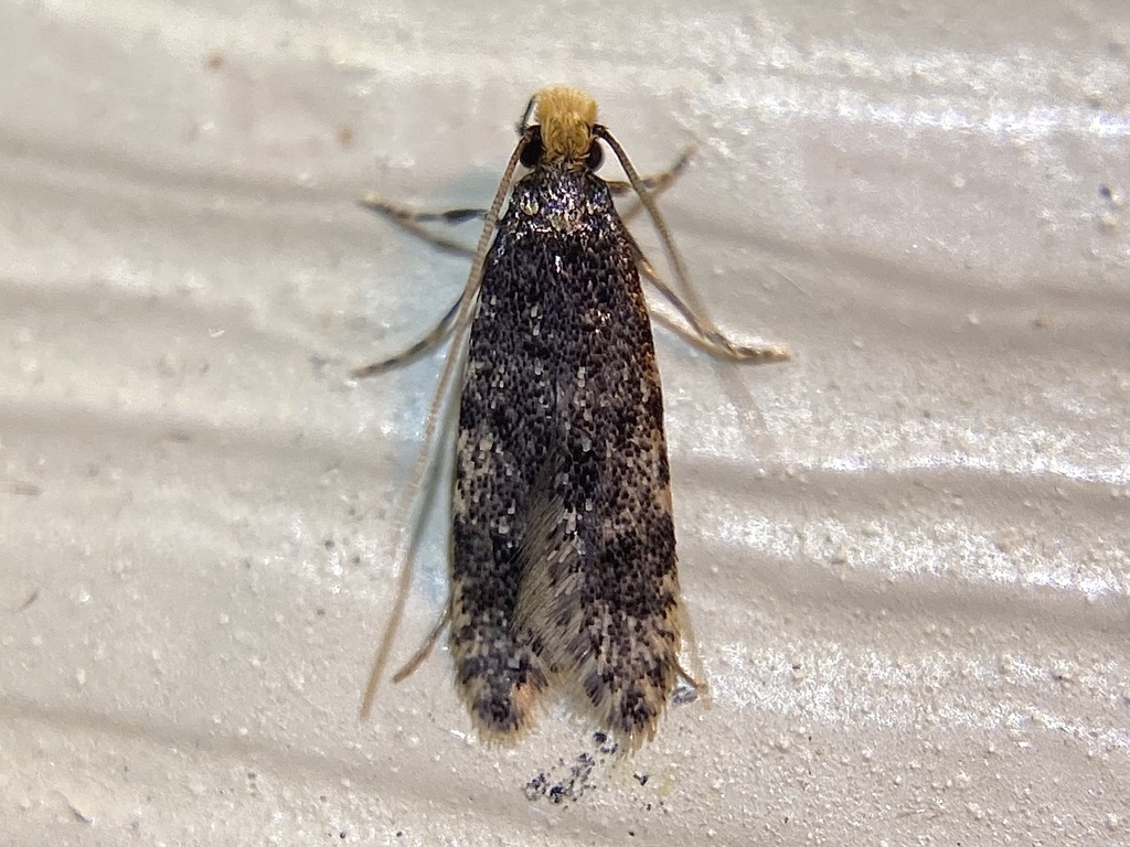 Homosetia marginimaculella
