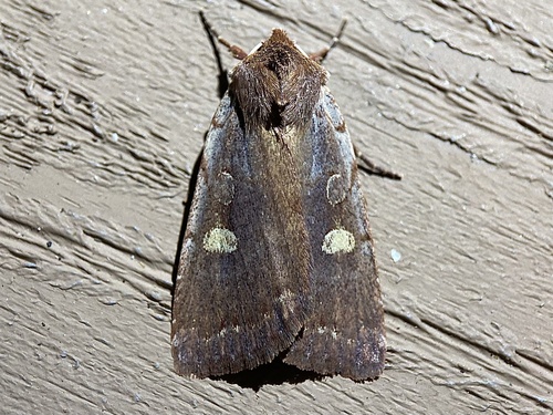 Dull Reddish Dart photo 3