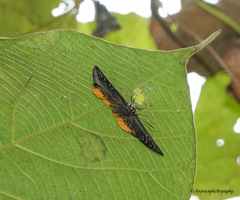 Mooreana trichoneura
