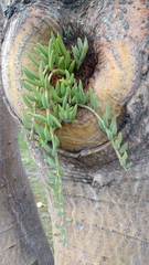 Magnoliopsida