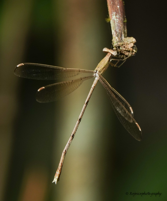 Wandering Spreadwing