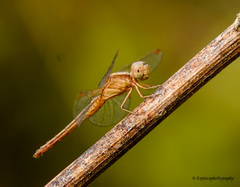 Neurothemis intermedia