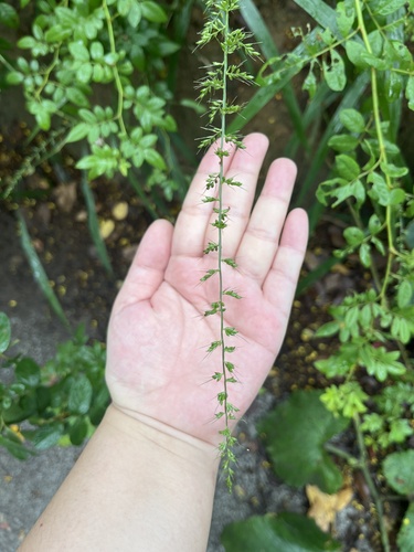 Setaria chondrachne iNat (2)