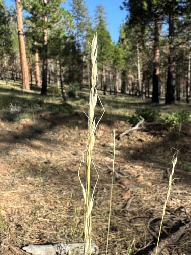 Eriocoma lemmonii, photograph 5