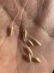 Eriocoma lemmonii, photograph (c) Matt Berger, some rights reserved (CC BY)