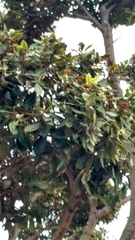 Magnoliopsida