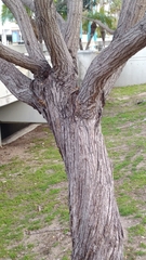 Magnoliopsida