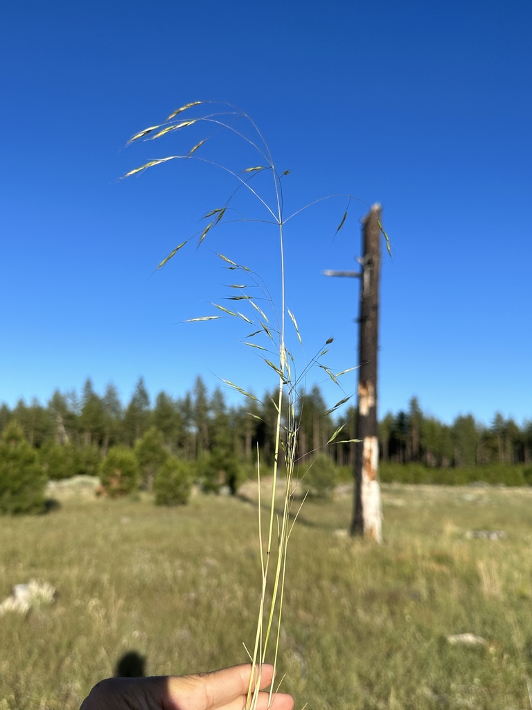 North Africa Grass from Shasta County, CA, USA on July 12, 2023 at 07: ...