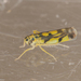 Potato Leafhopper - Photo (c) Arnold Wijker, some rights reserved (CC BY-NC), uploaded by Arnold Wijker