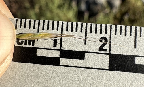 Image of Ventenata dubia by (c) Matt Berger, some rights reserved (CC BY)