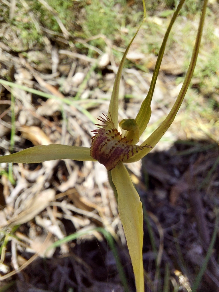 Caladenia flindersica