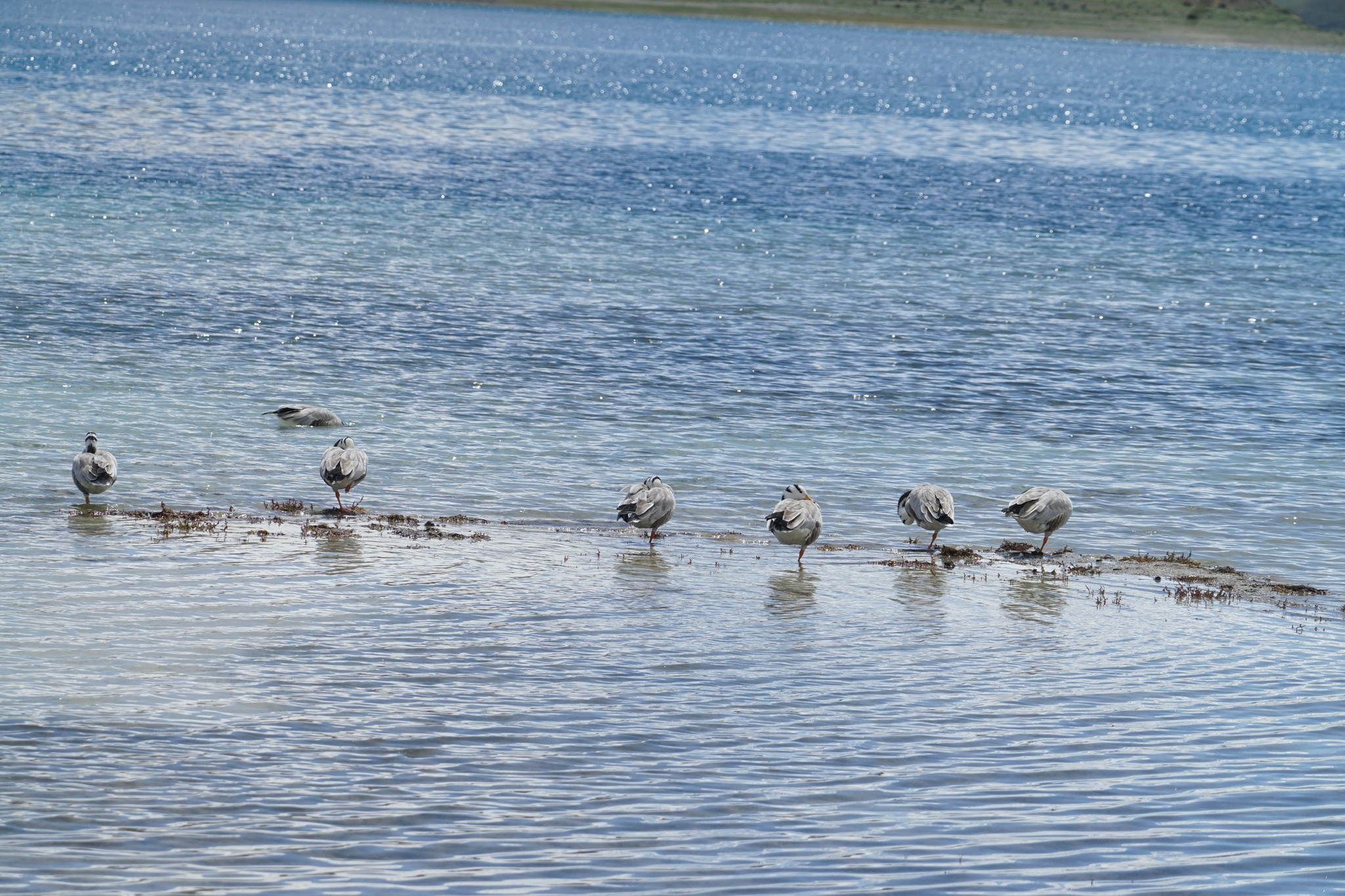 Bar-headed Goose