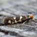 Cephimallota praetoriella - Photo (c) Svyatoslav Knyazev, algunos derechos reservados (CC BY), subido por Svyatoslav Knyazev