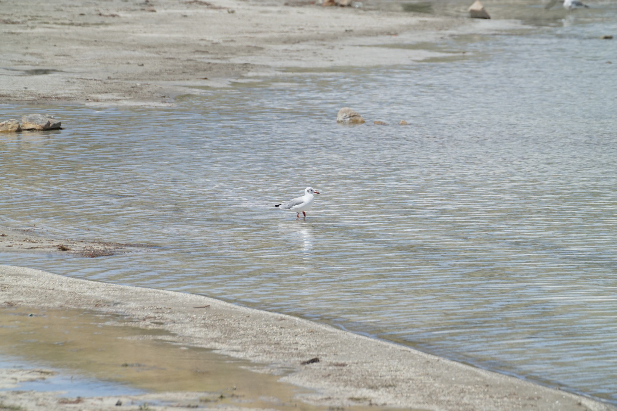 Brown-headed Gull