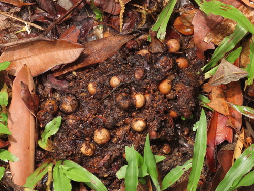 Kasuari gelambir ganda (Casuarius casuarius)