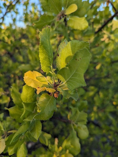 Bursera epinnata (Bursera epinnata)