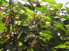 Endiandra hypotephra