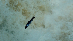 Salmo salar
