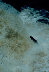 Salmo salar
