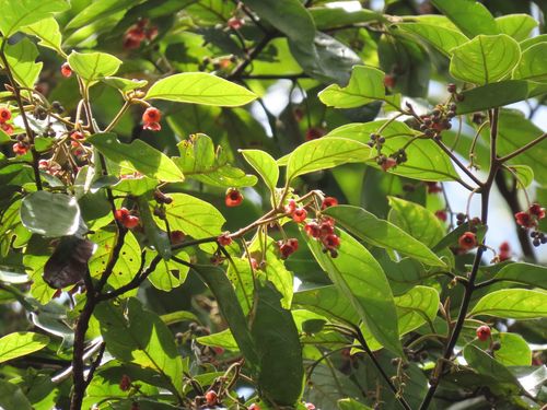 Blue Walnut (Endiandra hypotephra)