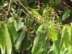 Cryptocarya