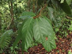 Cryptocarya
