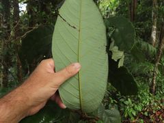 Cryptocarya