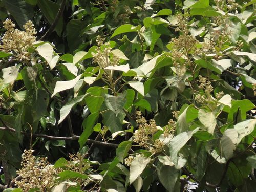 Image of Candelnut (Aleurites rockinghamensis) by (c) coenobita, some rights reserved (CC BY)