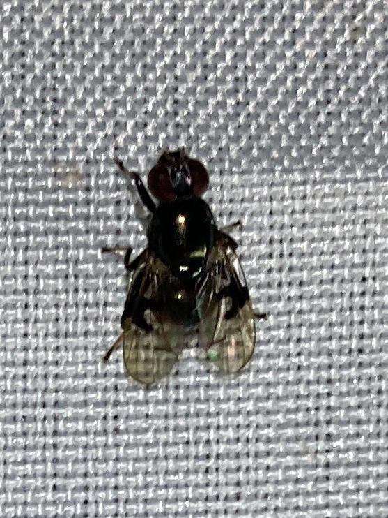 Pseudorichardia flavitarsis