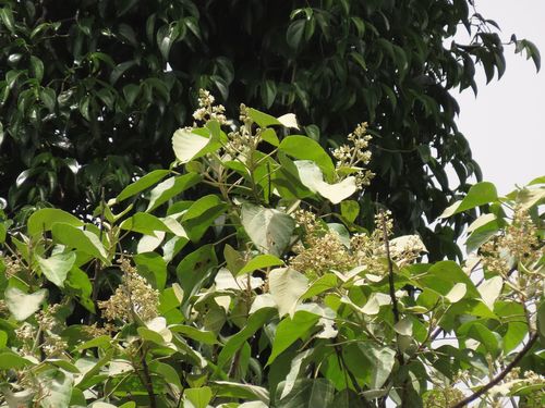 Image of Candelnut (Aleurites rockinghamensis) by (c) coenobita, some rights reserved (CC BY)