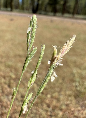 Image of Orcuttia tenuis by (c) Matt Berger, some rights reserved (CC BY)