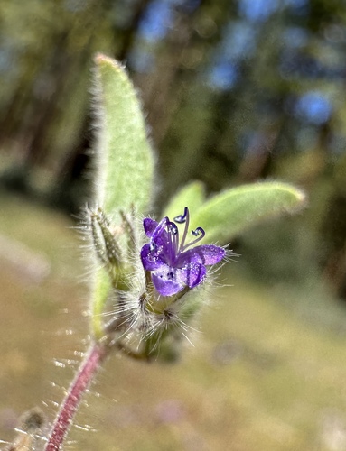 Image of Trichostema oblongum by (c) Matt Berger, some rights reserved (CC BY)