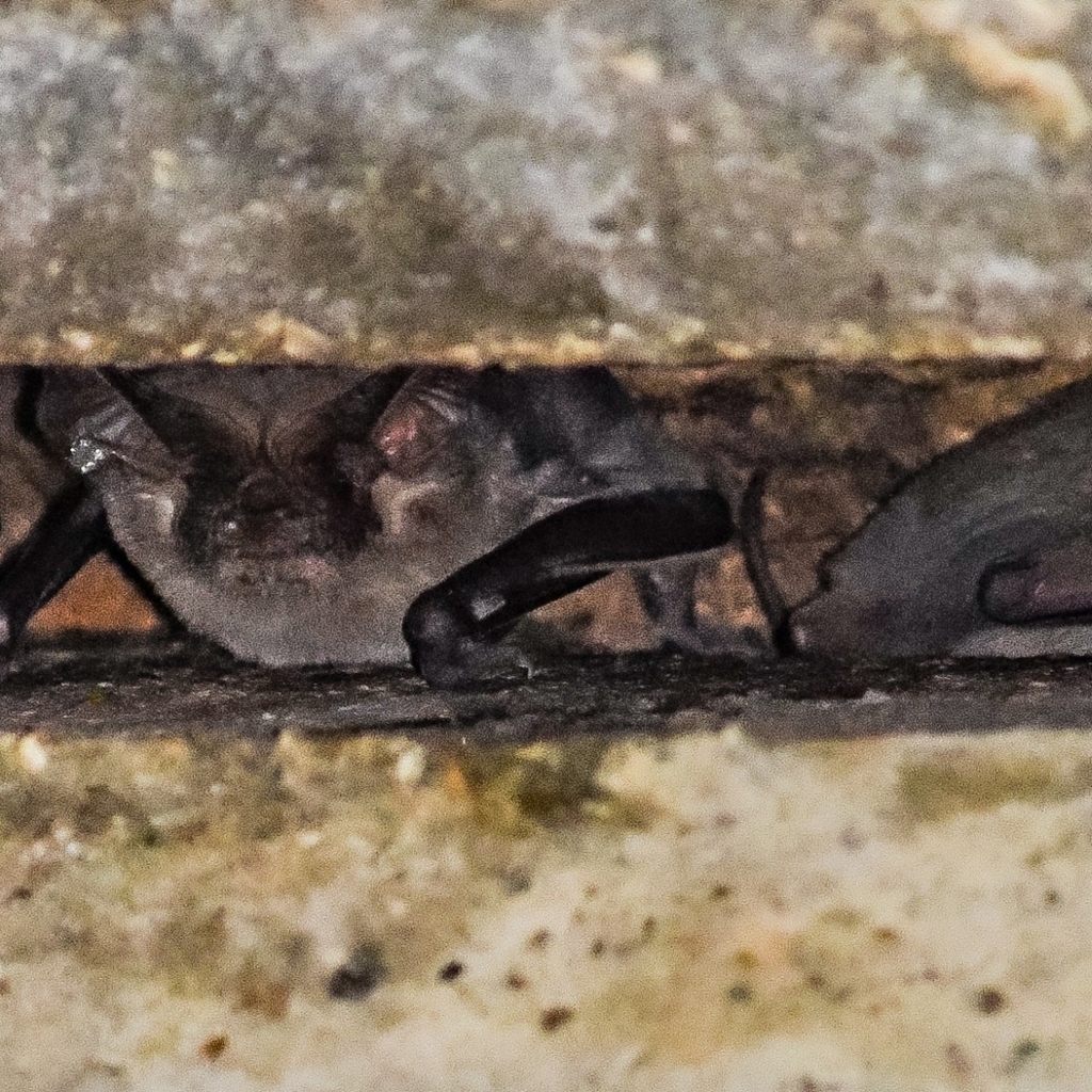 Mexican Free-tailed Bat in September 2023 by Sam Tayag · iNaturalist