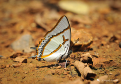 Polyura eudamippus