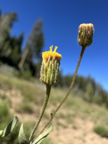 Erigeron inornatus var. calidipetris