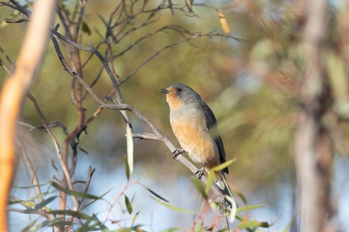 Red-lored Whistler (Pachycephala rufogularis), photo 3