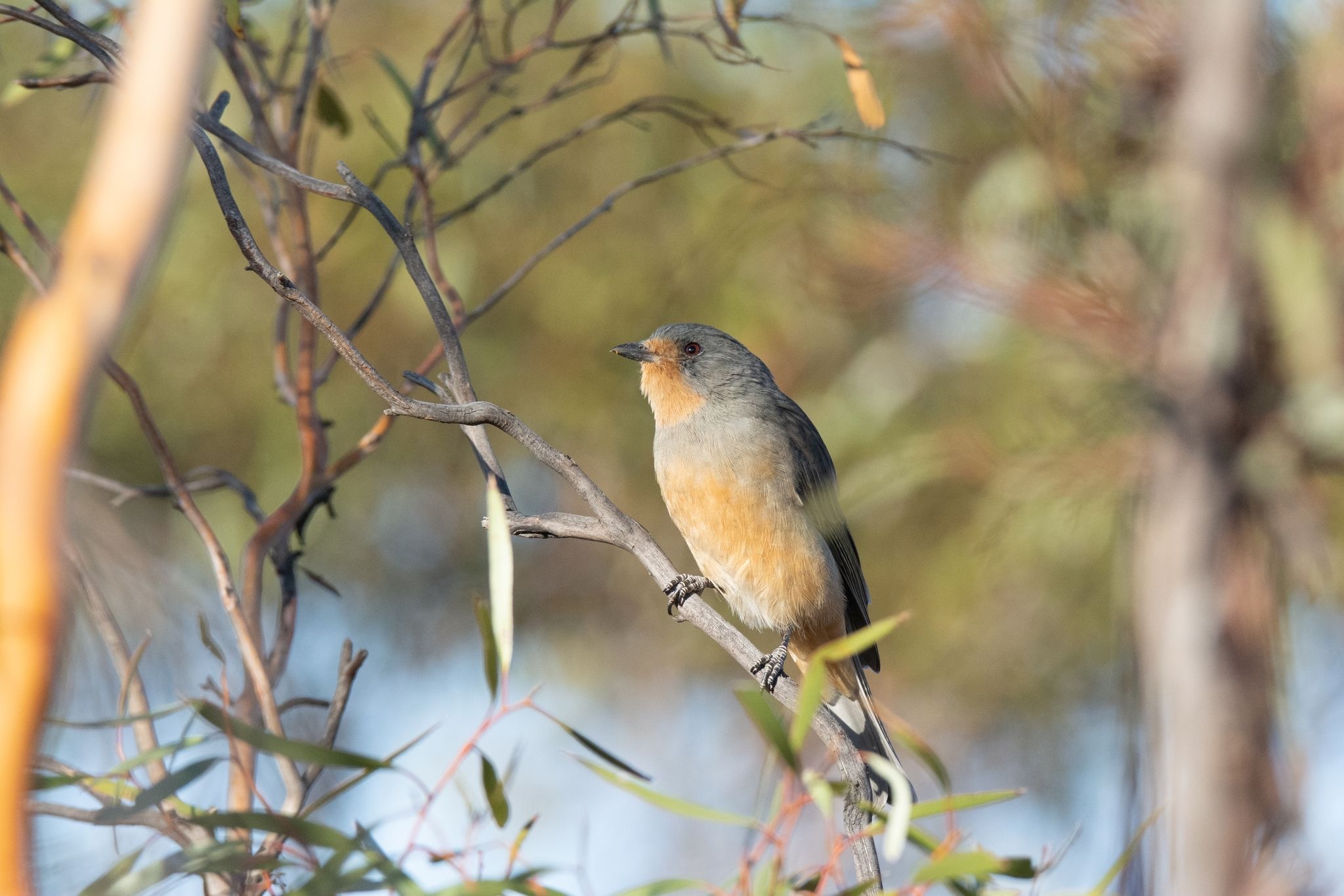Red-lored Whistler (Pachycephala rufogularis), photo 3