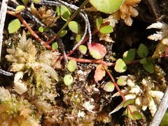 Gonocarpus micranthus micranthus