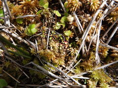 Gonocarpus micranthus micranthus